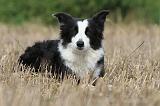BORDER COLLIE 769